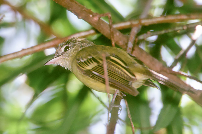 Image of Yellow-olive Flycatcher