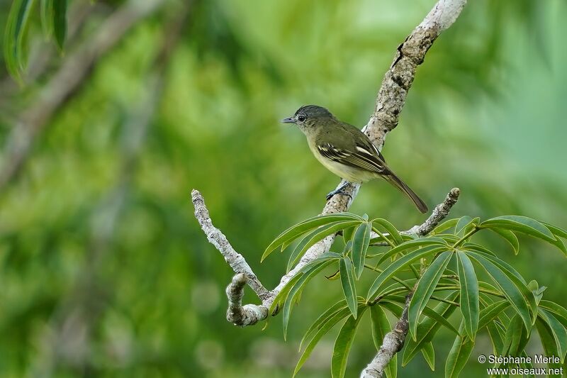 Image of Grey-crowned Flatbill