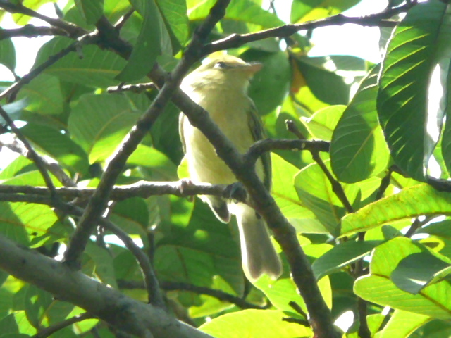 Image of Yellow-breasted Flycatcher
