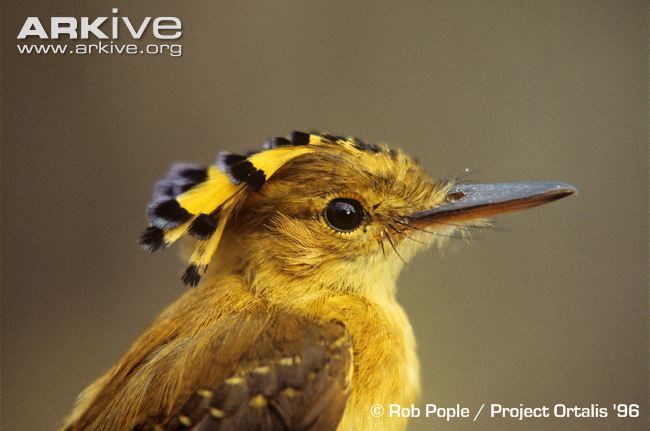 Image of Pacific Royal Flycatcher