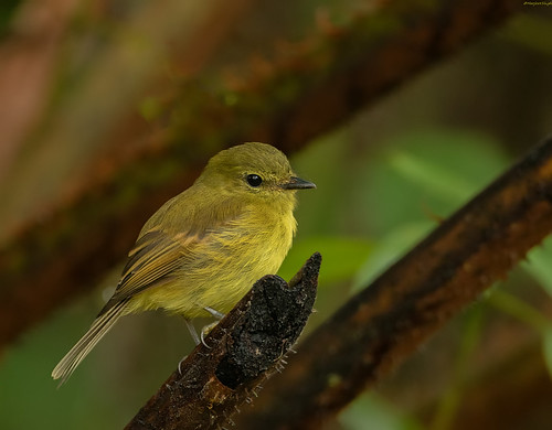 Image of Flavescent Flycatcher