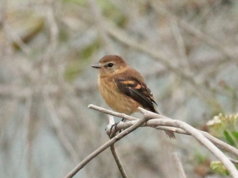 Image of Bran-colored Flycatcher
