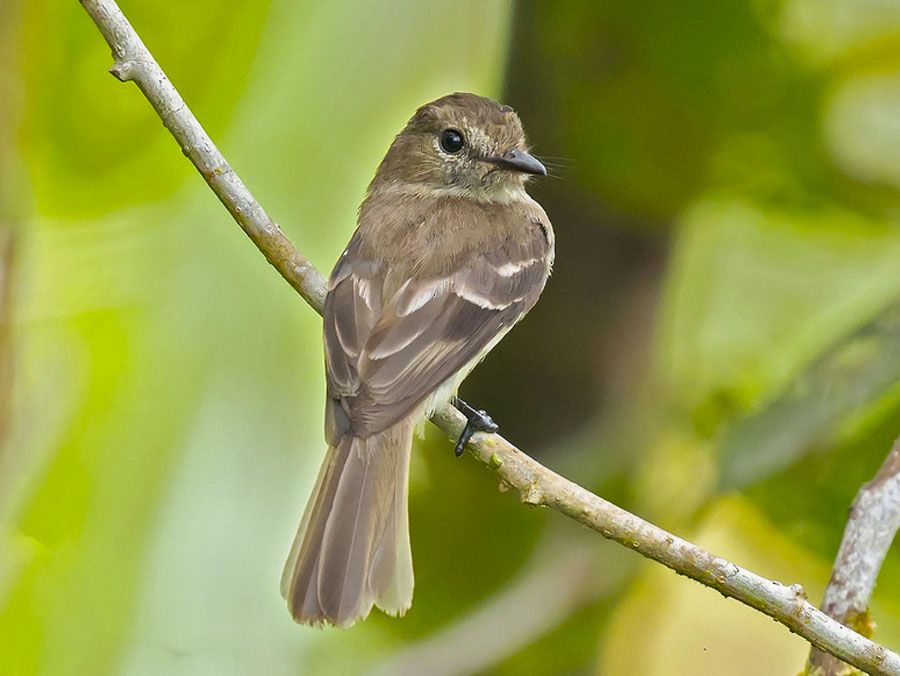 Image of Olive-chested Flycatcher