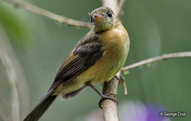 Image of Tawny-breasted Flycatcher