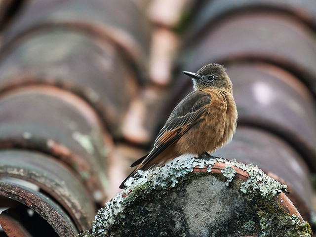 Image of Cliff Flycatcher
