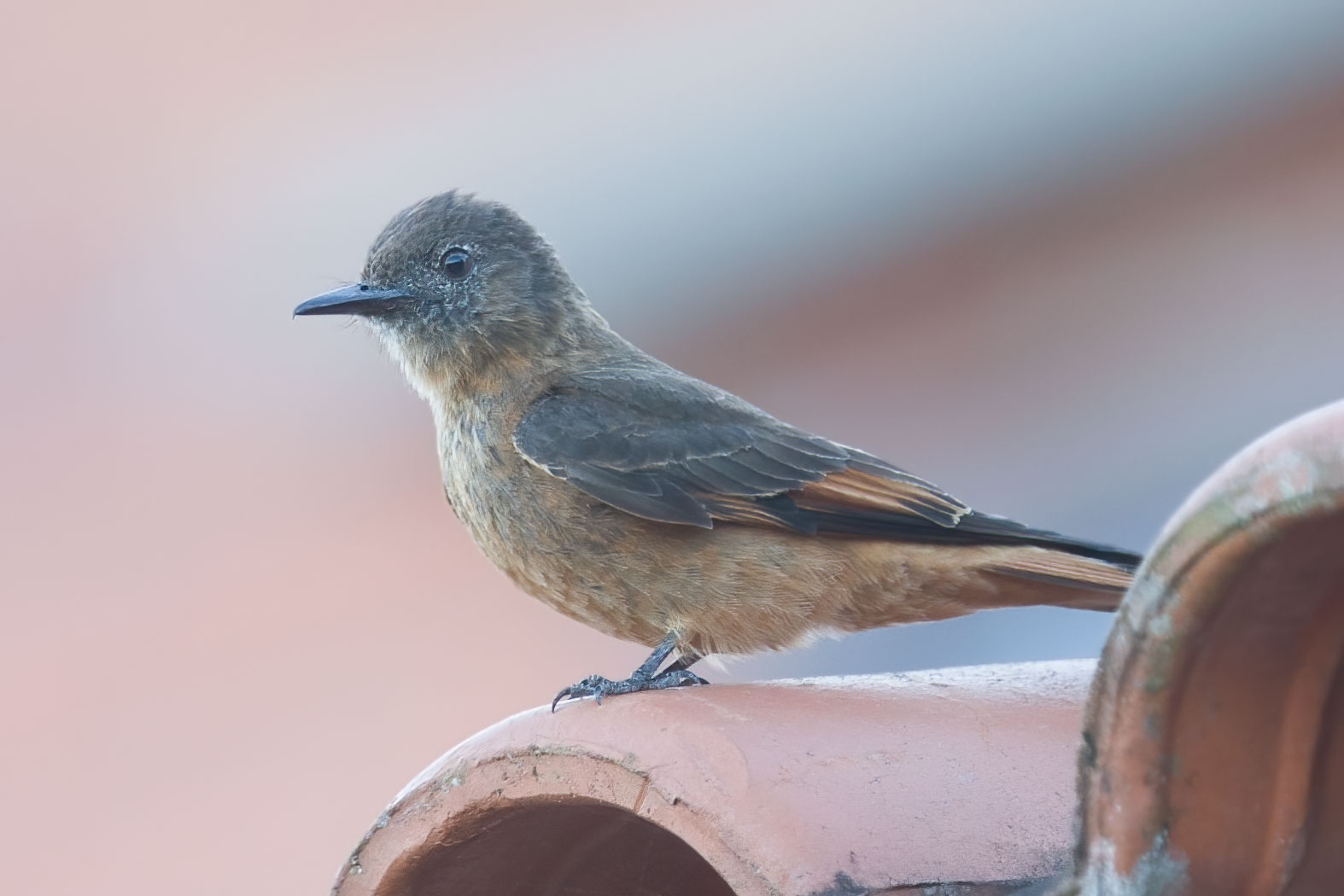 Image of Swallow Flycatcher