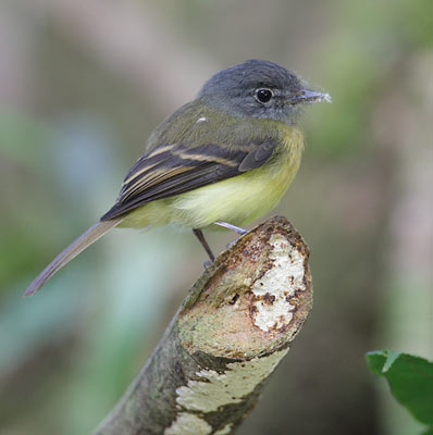 Image of Tawny-chested Flycatcher