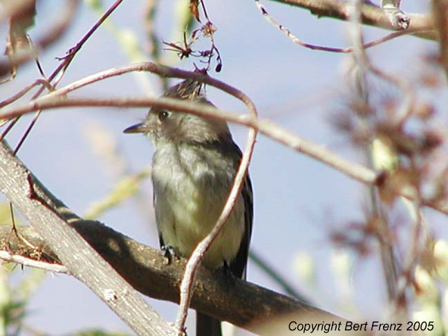 Image of Pileated Flycatcher