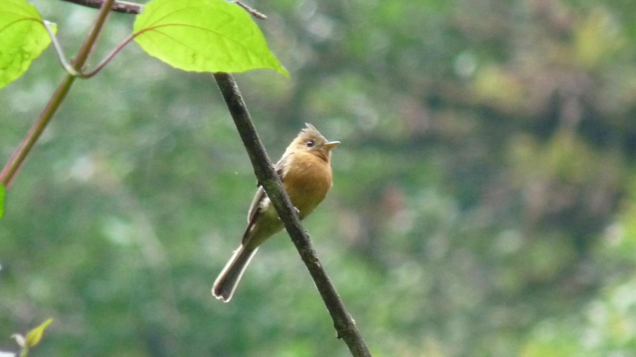 Image of Tufted Flycatcher