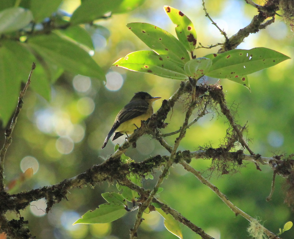 Image of Ochraceous Pewee