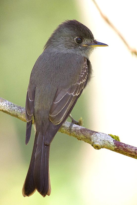 Image of Southern Tropical Pewee