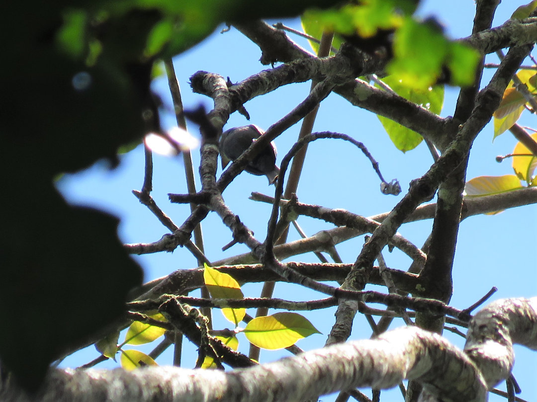 Image of White-throated Pewee