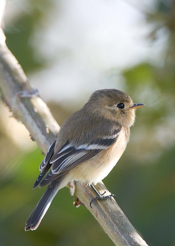 Image of Buff-breasted Flycatcher