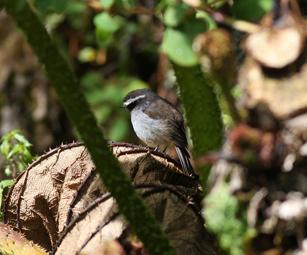 Image of Crowned Chat-Tyrant