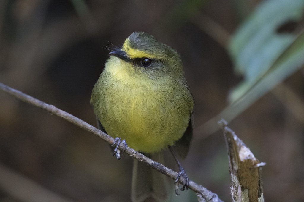 Image of Yellow-bellied Chat-Tyrant