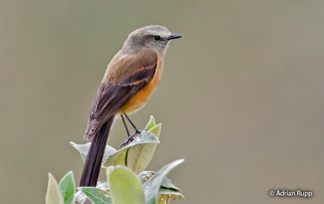 Image of Brown-backed Chat-Tyrant