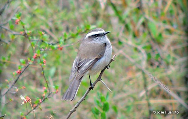Image of White-browed Chat-Tyrant