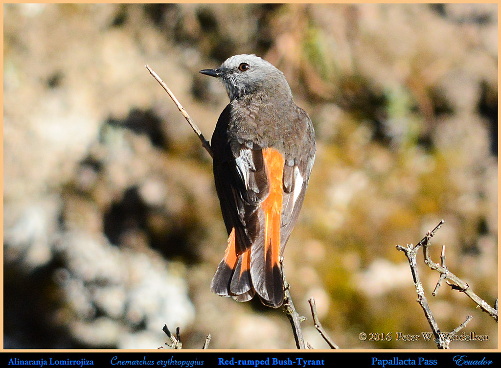 Image of Red-rumped Bush-Tyrant