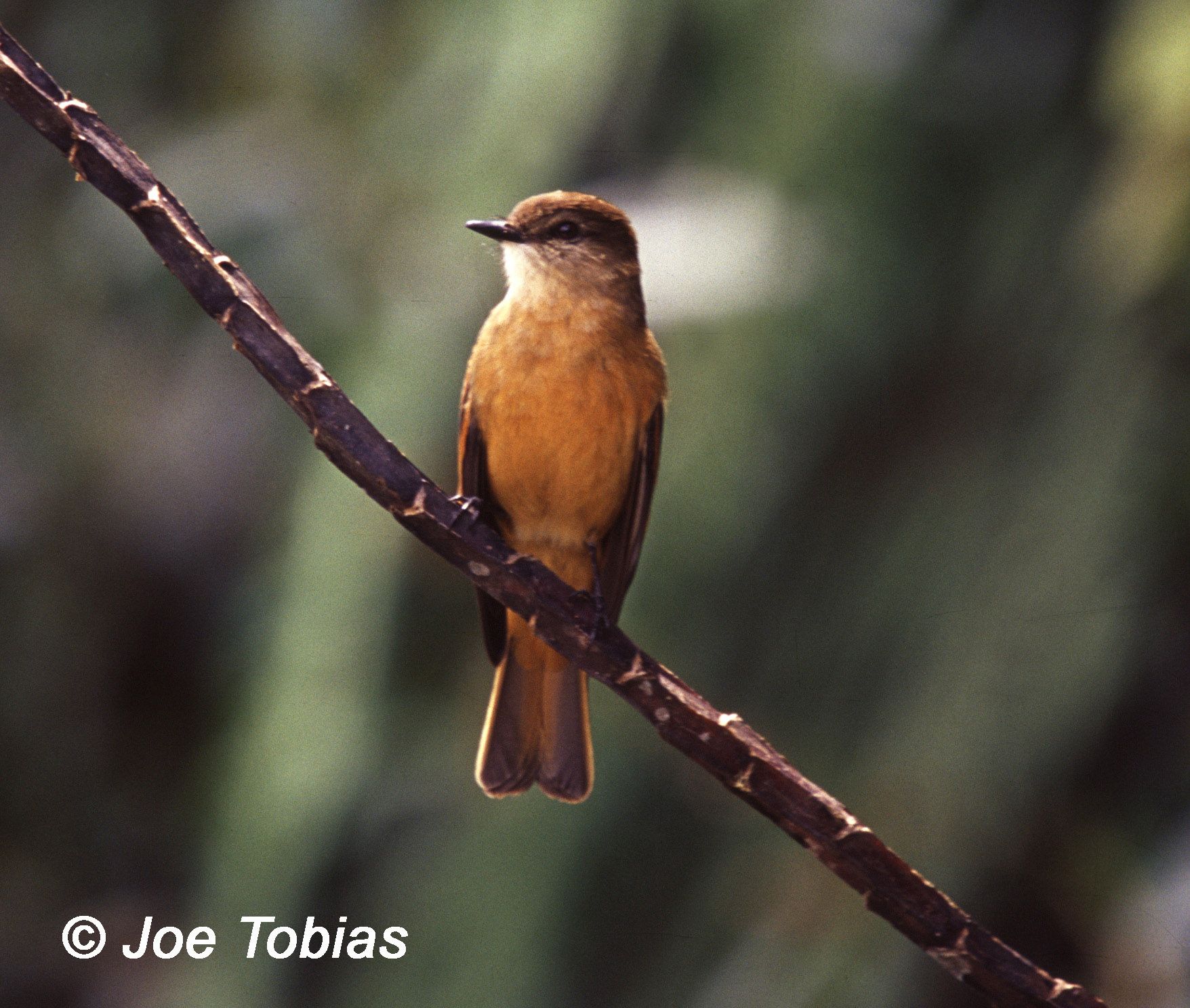 Image of Rufous-bellied Bush-Tyrant