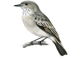 Image of Lesser Shrike-tyrant