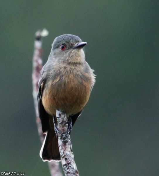 Image of Rufous-tailed Tyrant