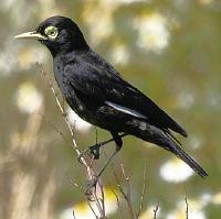 Image of Spectacled Tyrant