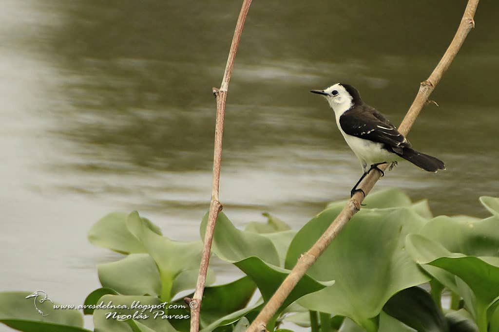 Image of Pied Water-Tyrant