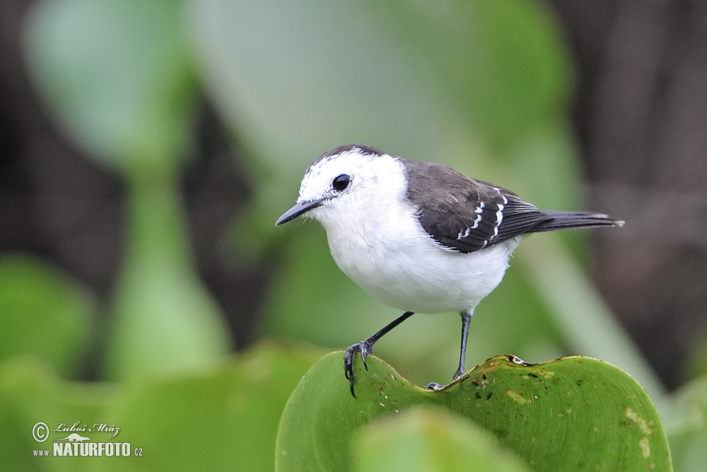 Image of Black-backed Water-Tyrant