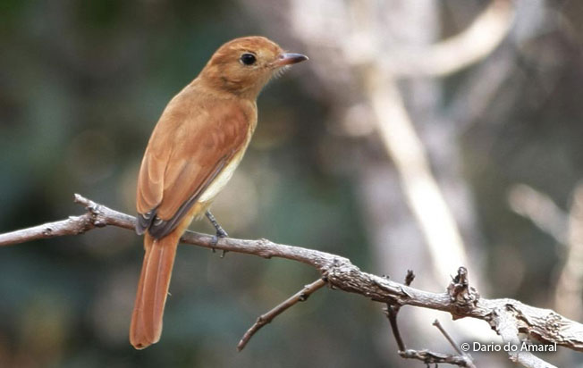 Image of Rufous Casiornis