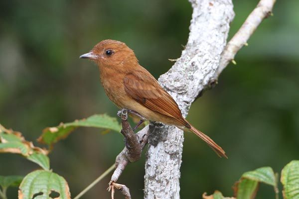 Image of Rufous Mourner