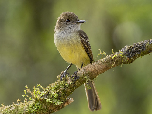 Image of Pale-edged Flycatcher