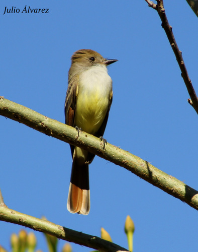 Image of Nutting's Flycatcher