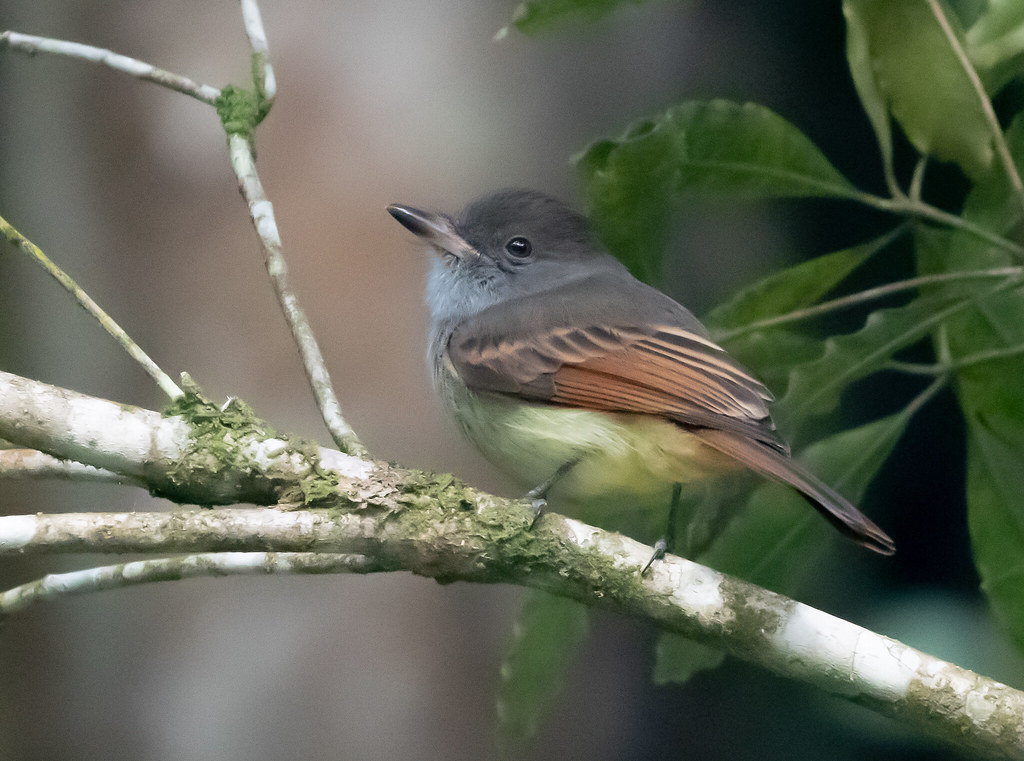 Image of Rufous-tailed Flycatcher