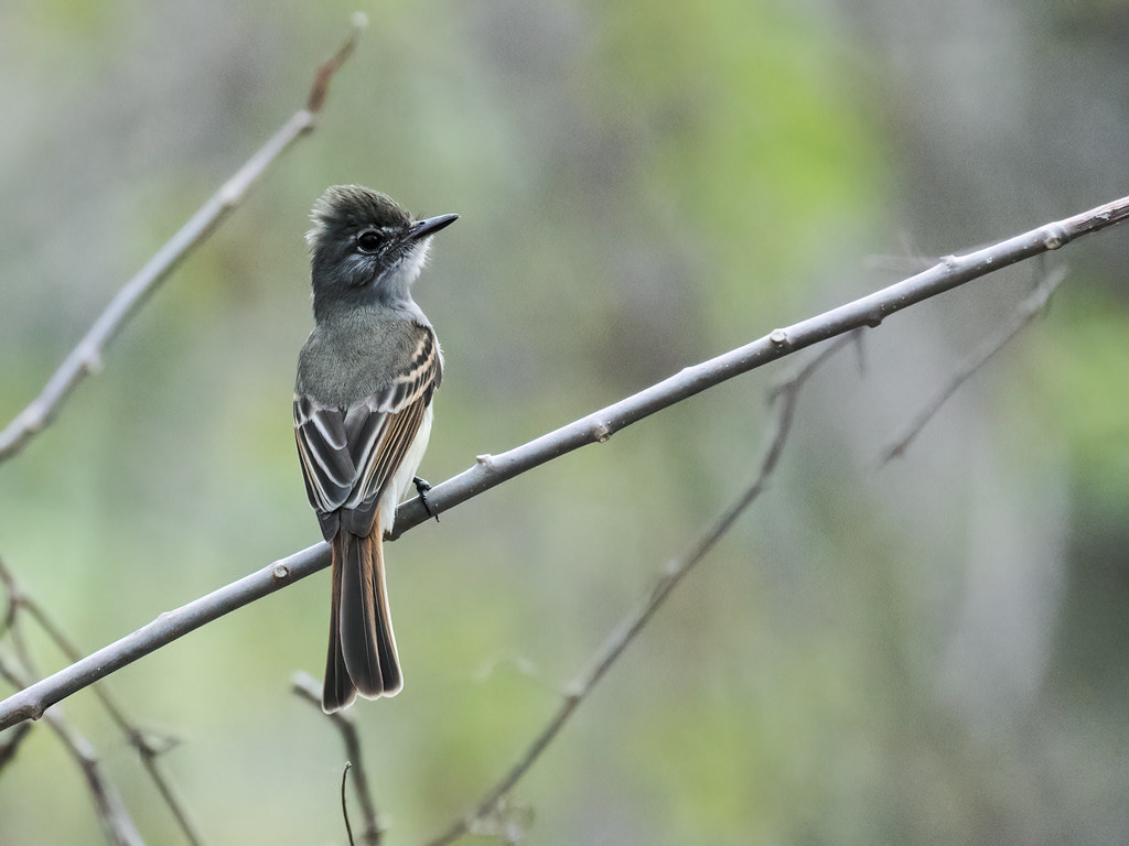 Image of Flammulated Flycatcher