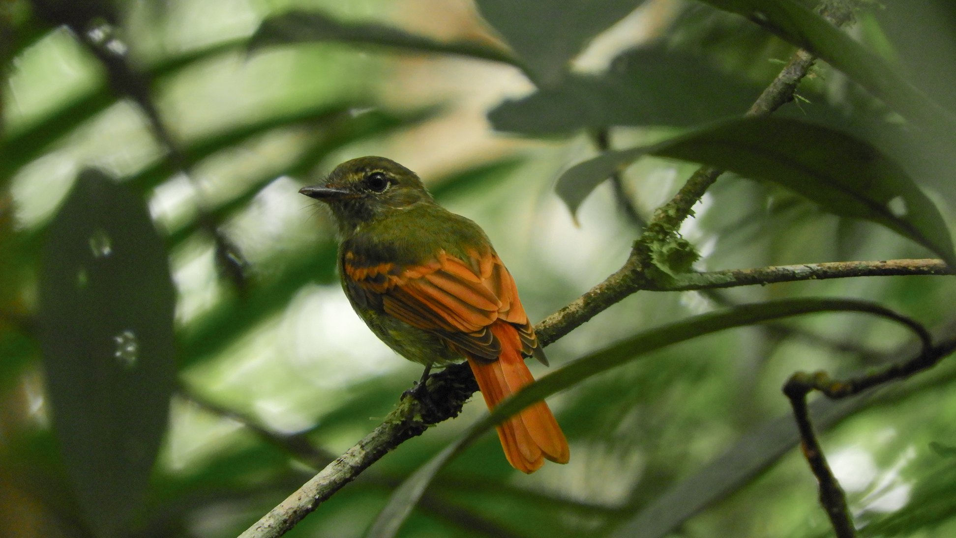 Image of Rufous-tailed Flatbill