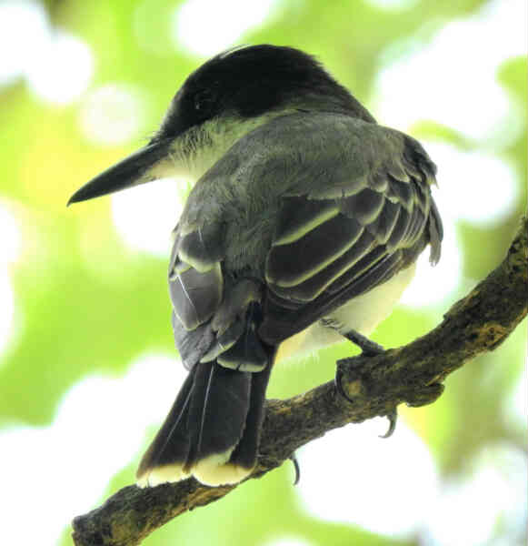 Image of Loggerhead Kingbird