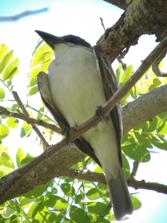 Image of Giant Kingbird