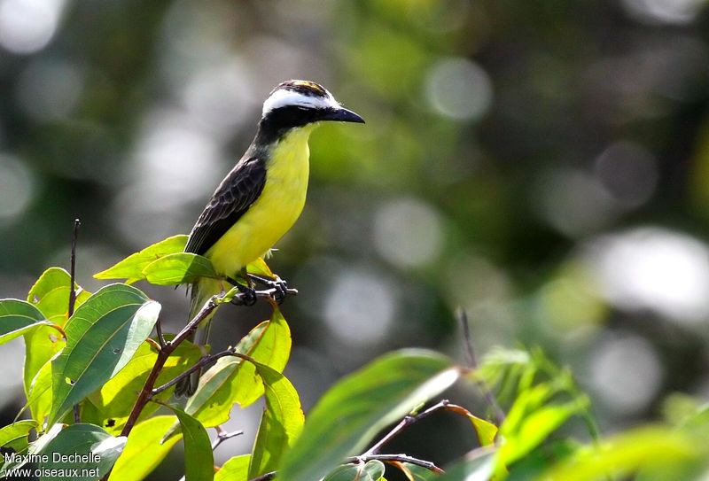 Image of Yellow-throated Flycatcher