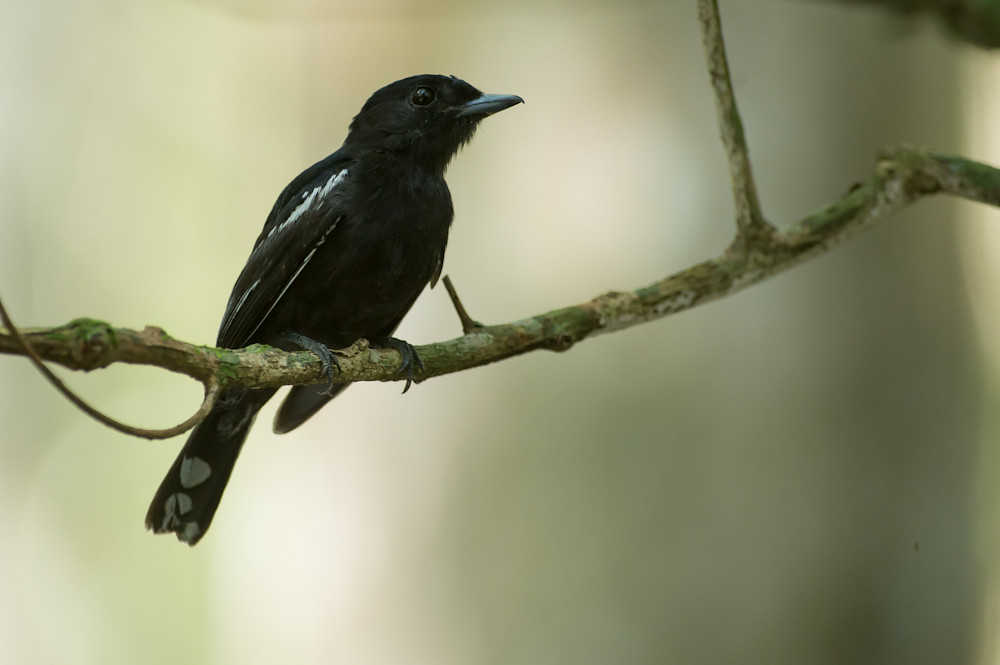 Image of White-winged Becard