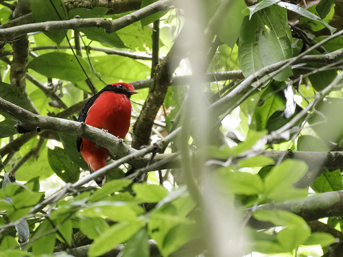Image of Black-necked Red Cotinga