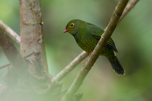 Image of Band-tailed Fruiteater