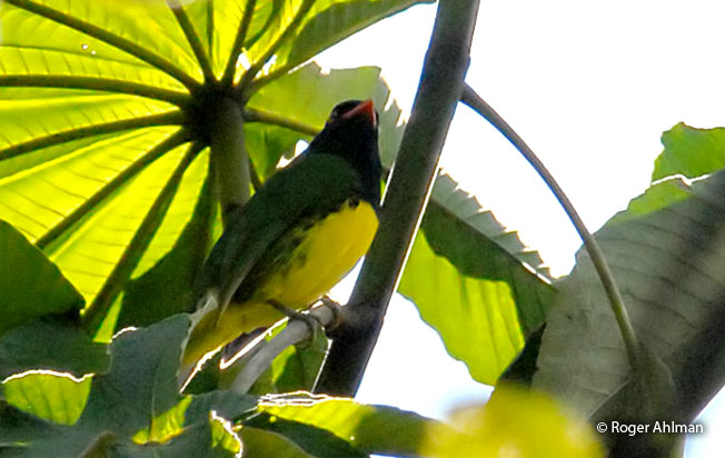 Image of Black-chested Fruiteater