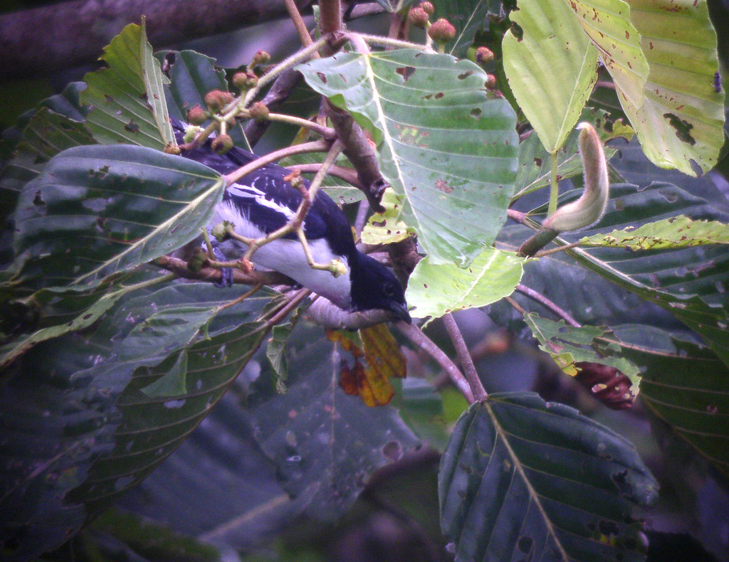 Image of Purple-throated Cotinga