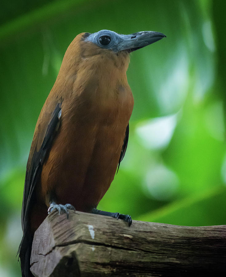 Image of Capuchinbird