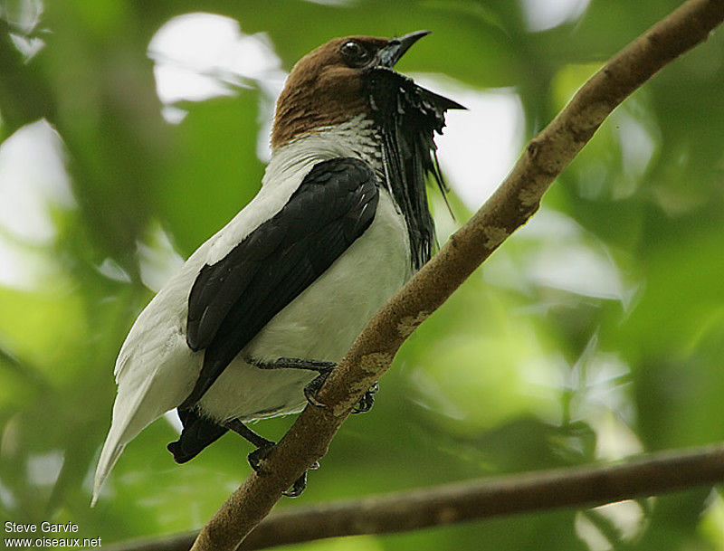 Image of Bearded Bellbird
