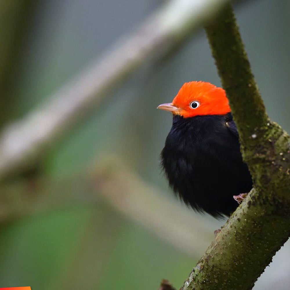 Image of Red-capped Manakin