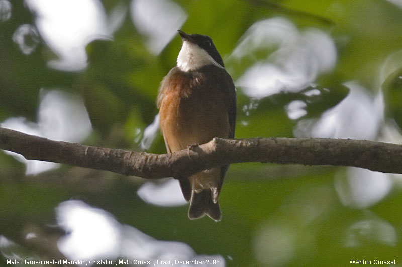 Image of Flame-crested Manakin