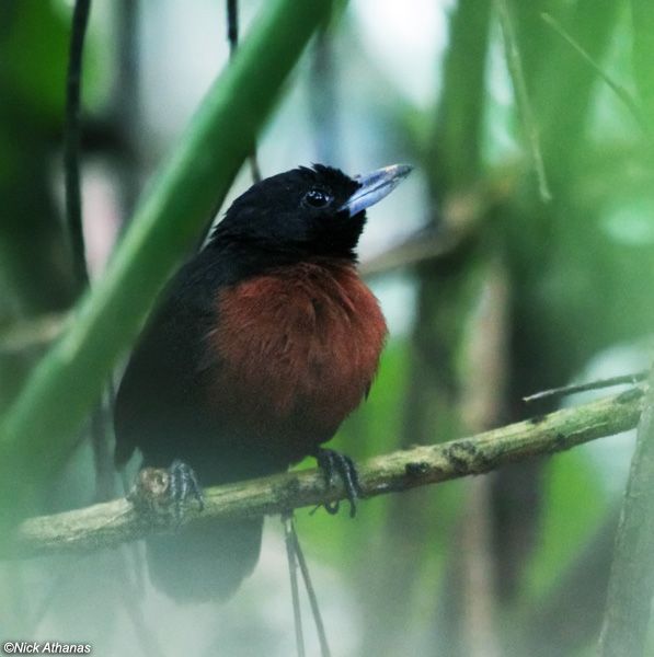 Image of Black Bushbird