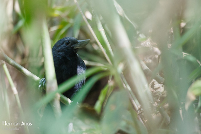 Image of Recurve-billed Bushbird
