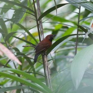 Image of Rondonia Bushbird
